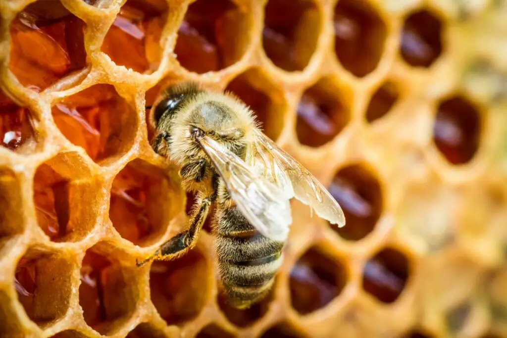 a honey bee tending to comb within the hive