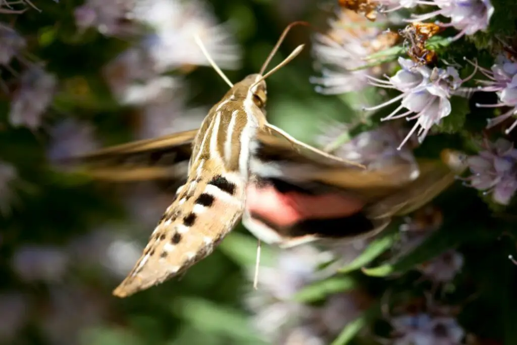 a hummingbird moth using its proboscis to collect nectar from a flower