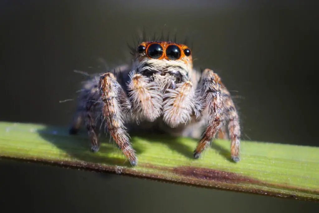 a jumping spider waiting to ambush an unsuspecting insect