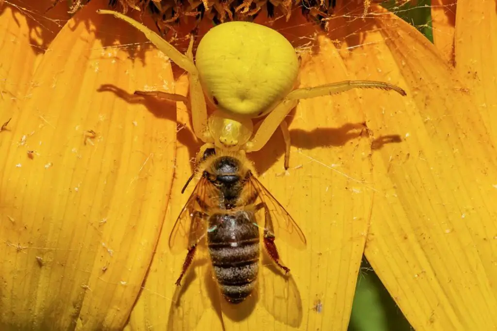 a worker bee in the grips of a yellow flower crab spider's powerful jaws