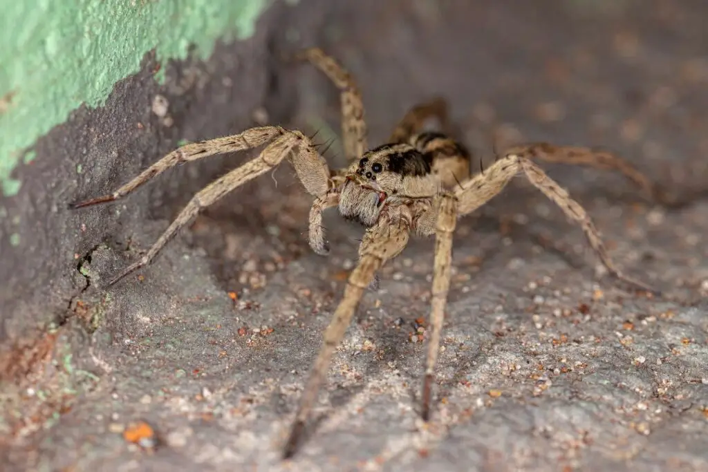 an adult wolf spider on the hunt for bees