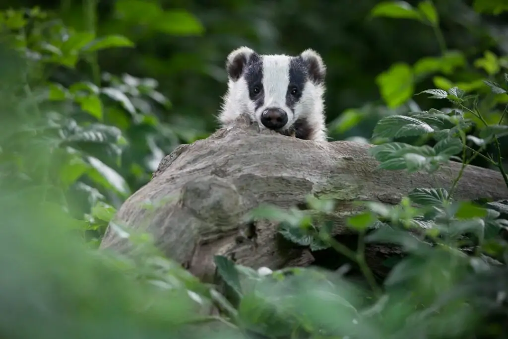 badger poking it's head over a log in hunt of a bees nest