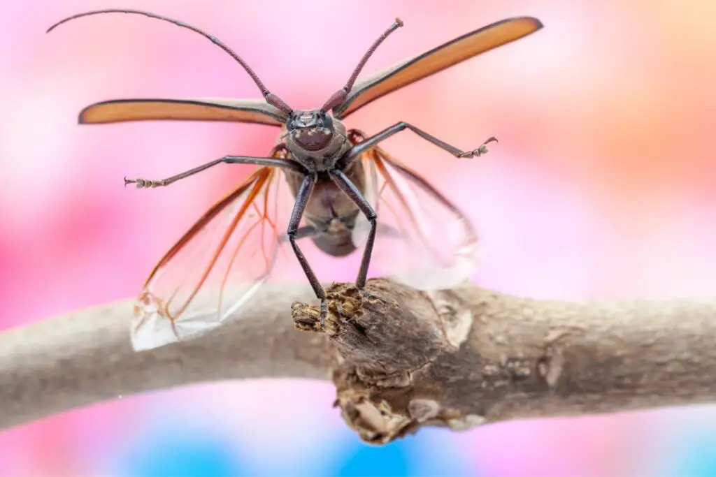 beetle taking flight from a branch to avoid predators