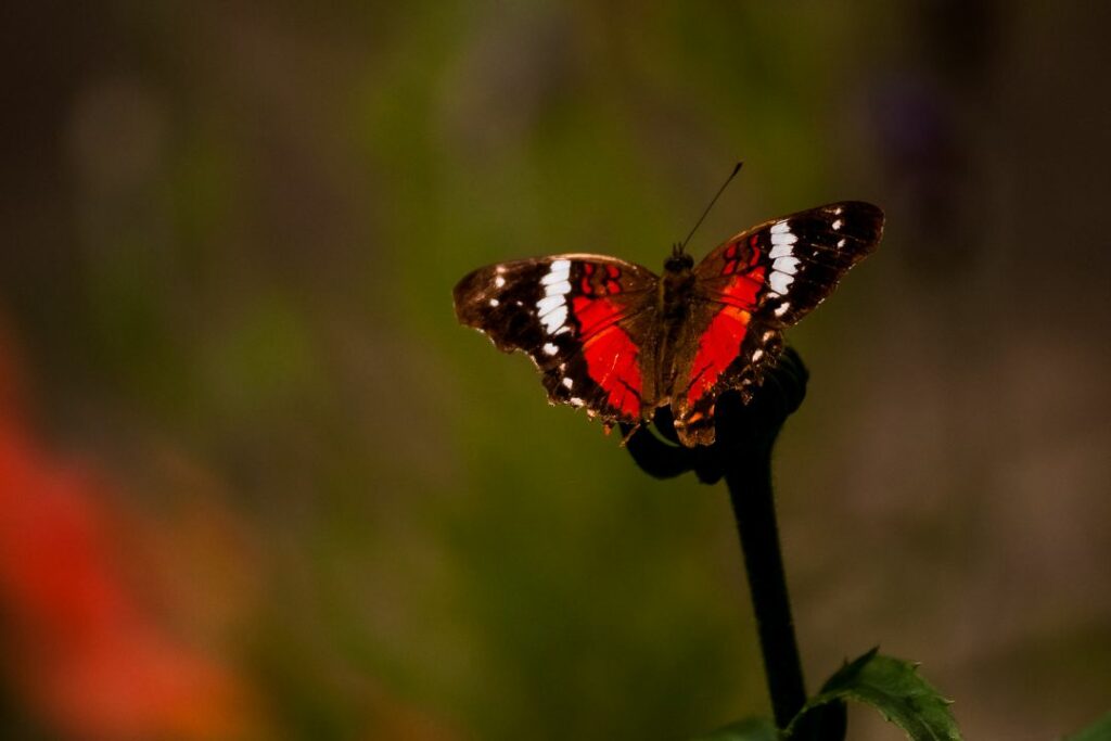 butterfly resting on a plant stem