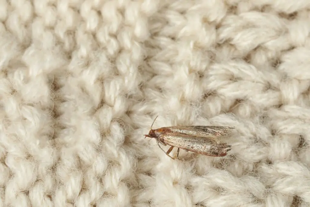 clothes moth looking for a suitable place in the wool to lay its eggs