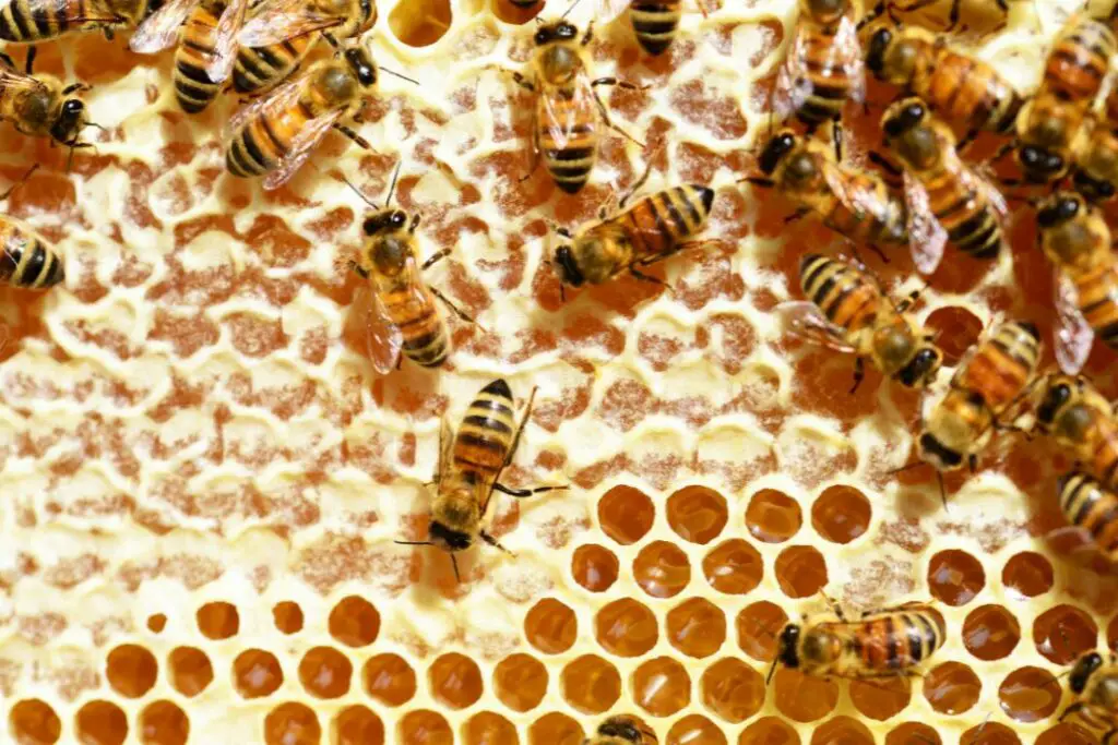 honeybees tending to their honey stores