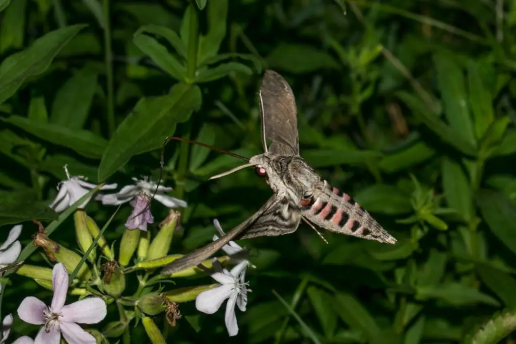 hummingbird moth drinking nectar from a flower