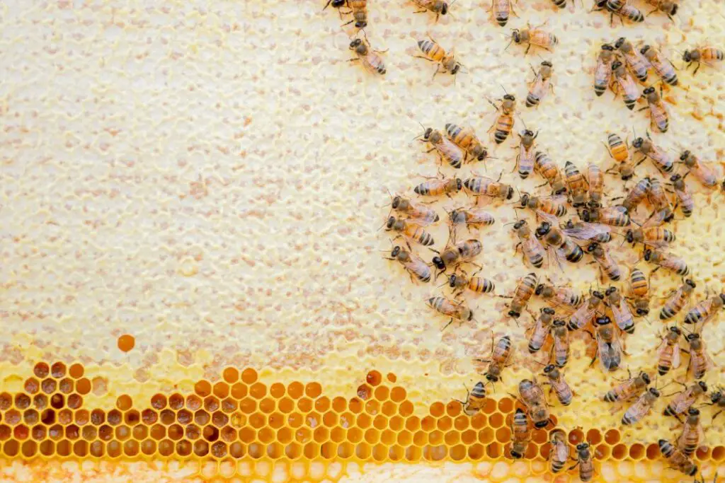 hundreds of worker bee capping cells in the honeycomb
