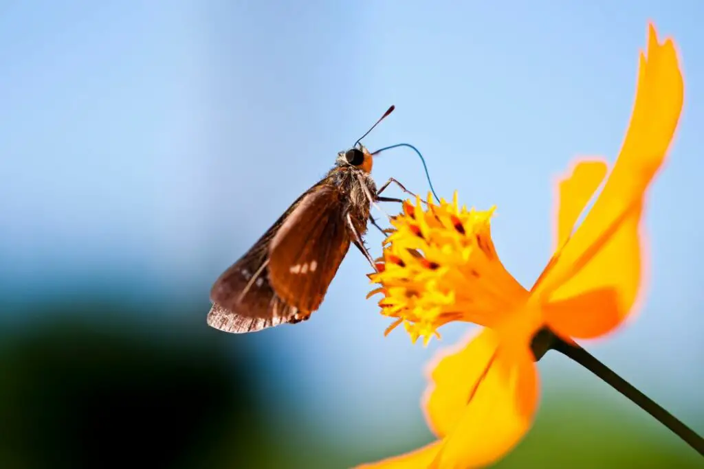 moth using proboscis to drink nectar from a flower