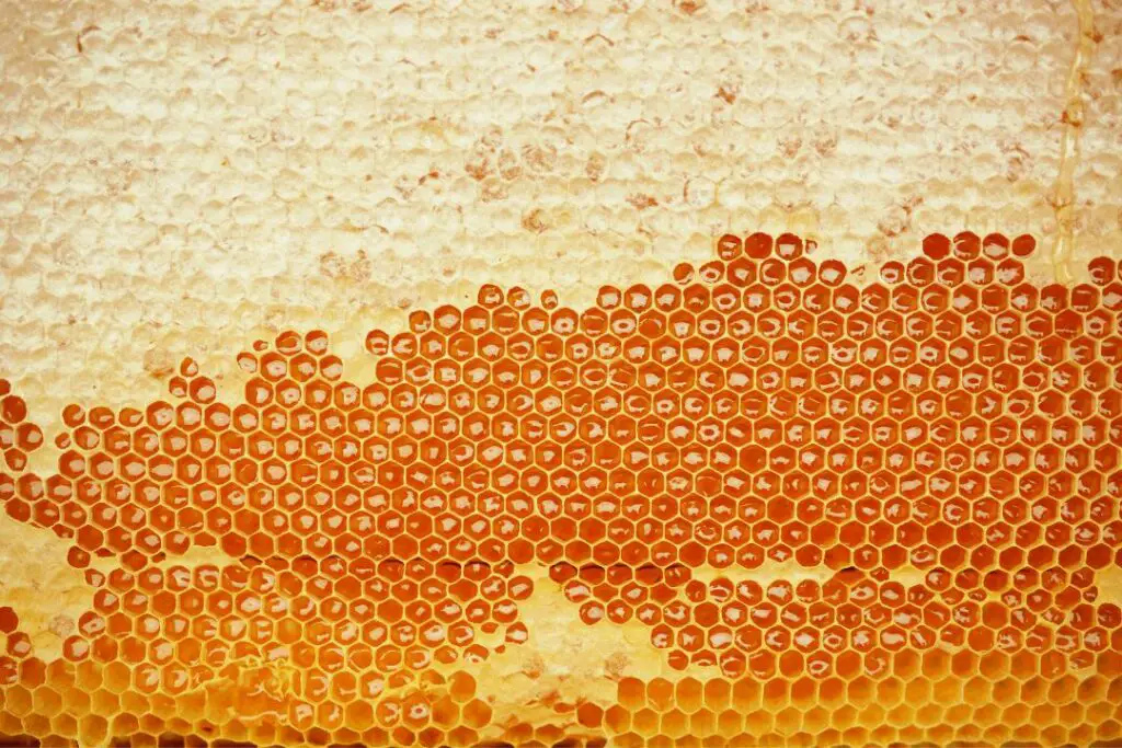 perfectly  hexagonal honeycomb ready to be harvested by a beekeeper