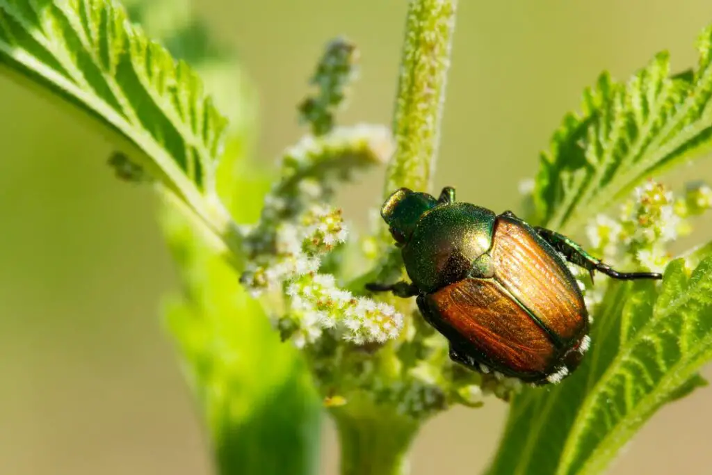 small japanese beetle on a plant