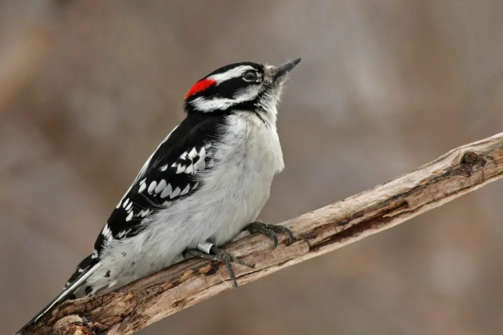 the downy woodpecker