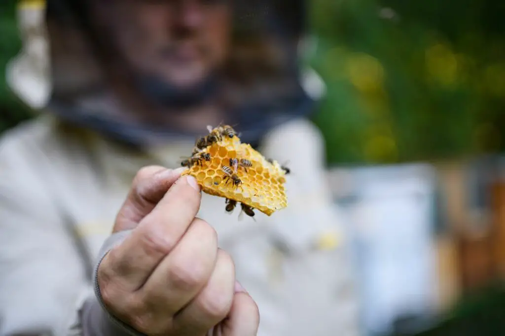 a beekeeper showing the female bees tending to honeycomb