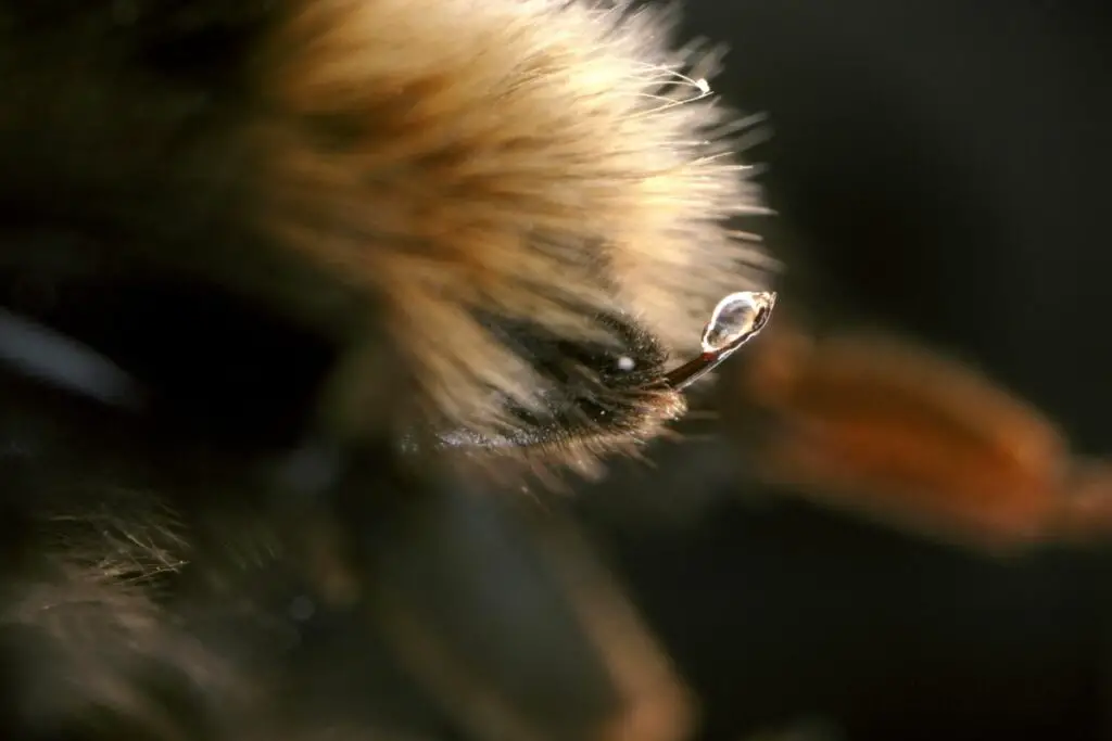 close up shot of a bee sting