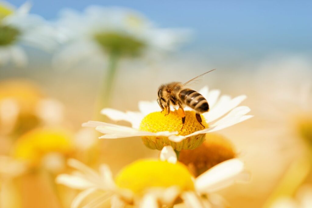 honey bee collecting nectar and pollen from daisy