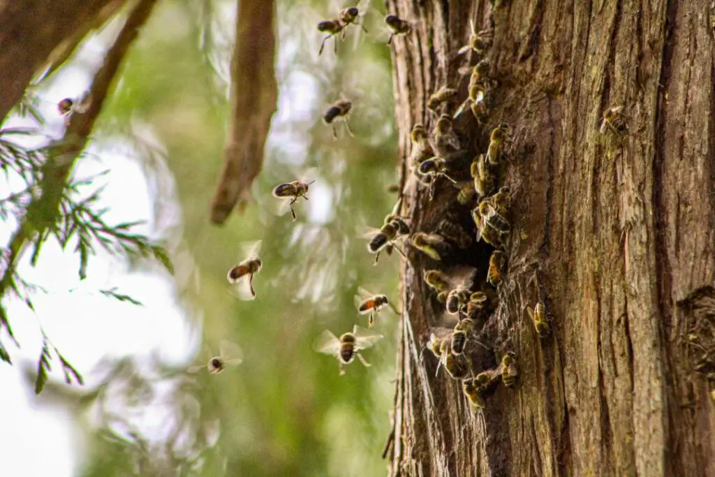 honey bees making their home in a hole in a tree