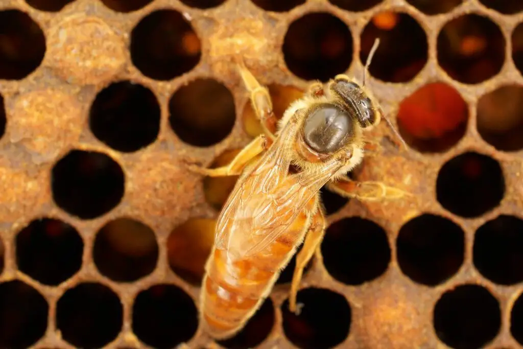 the much larger queen bee making it's way though the honeycomb in the hive