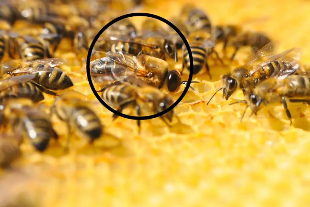 the unmistakable larger eyes of a honey bee drone