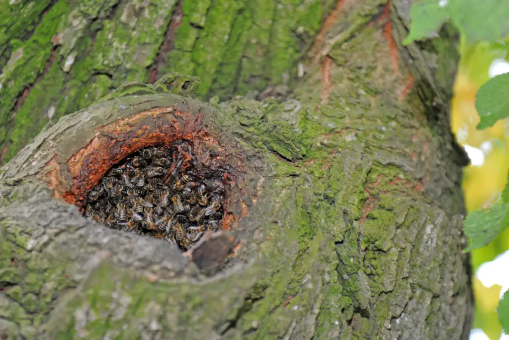wild honey bees nesting inside a tree