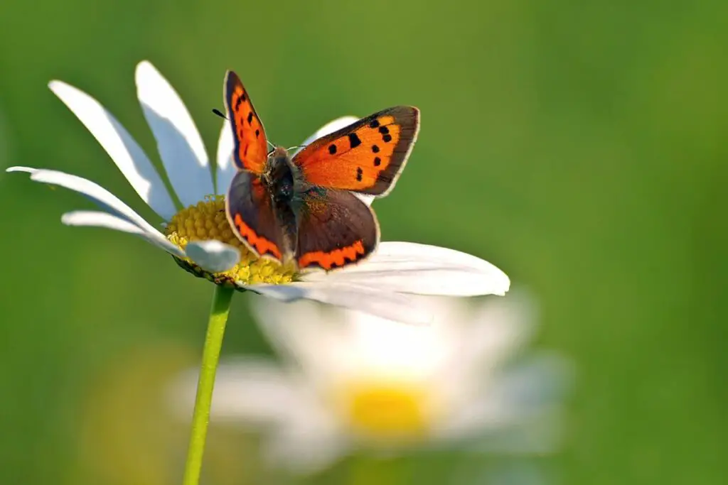 butterfly sitting on a daisy