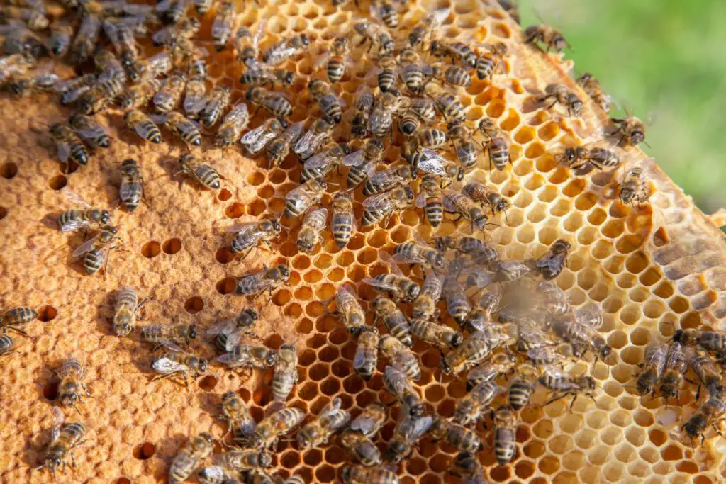 hundreds of nurse bees tending to the young larvae in the hive