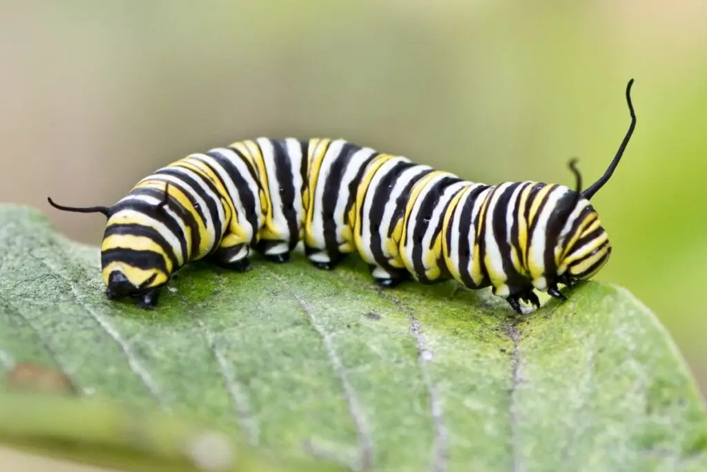 large monarch caterpillar consuming a leaf
