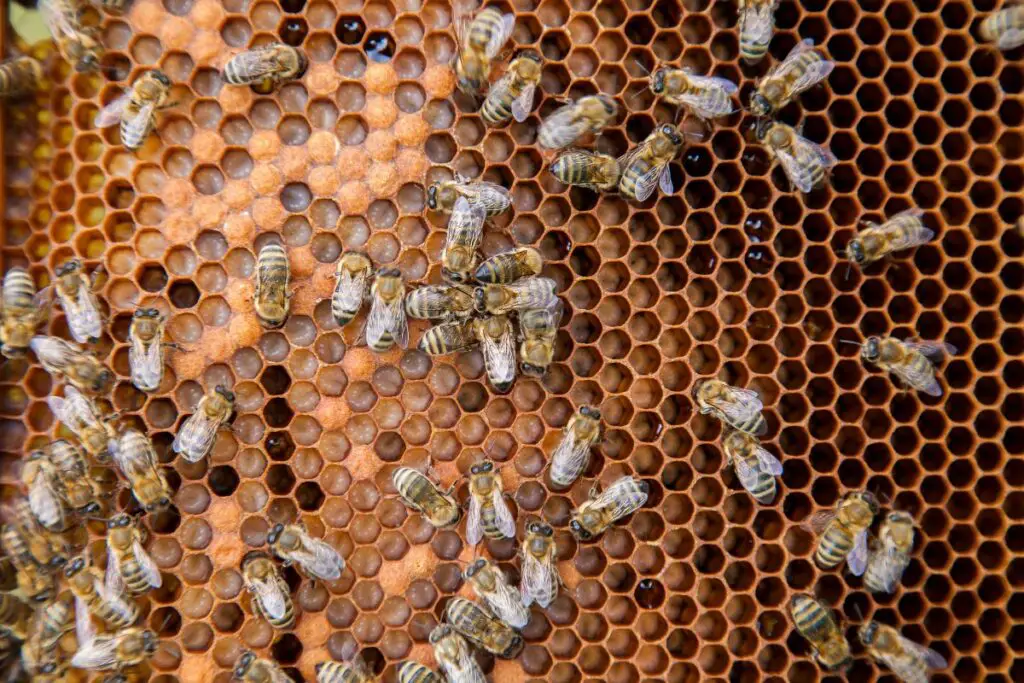 nurse bee capping eggs in their cells