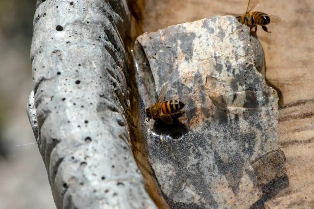 bees drinking from a bee watering station