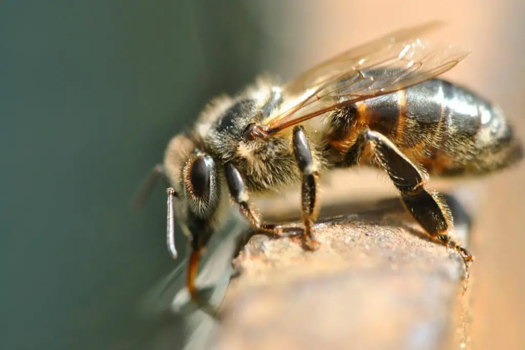 honey bee carefully drinking water from a bird bath