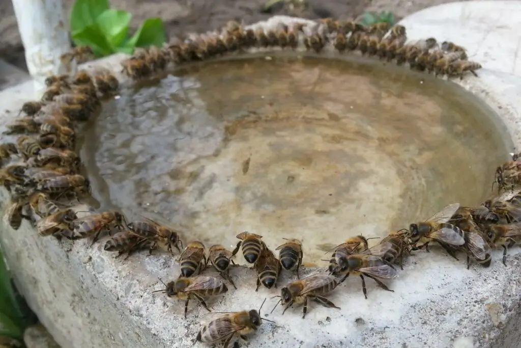 hundreds of bees line a bird bath to drink the dirty water within