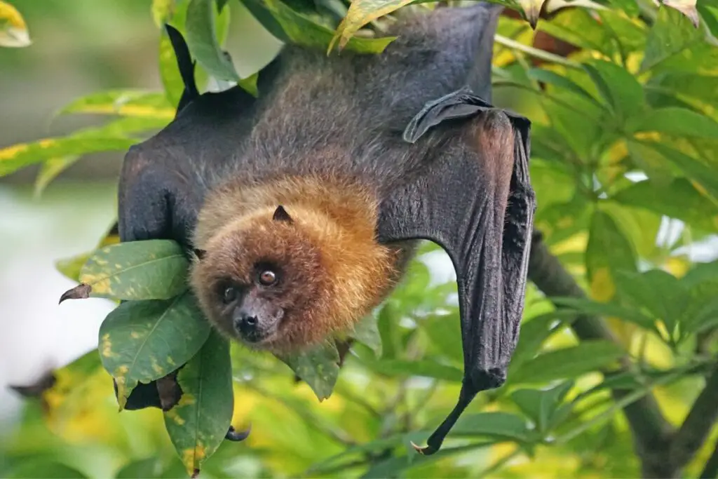 large bat hanging from a tree