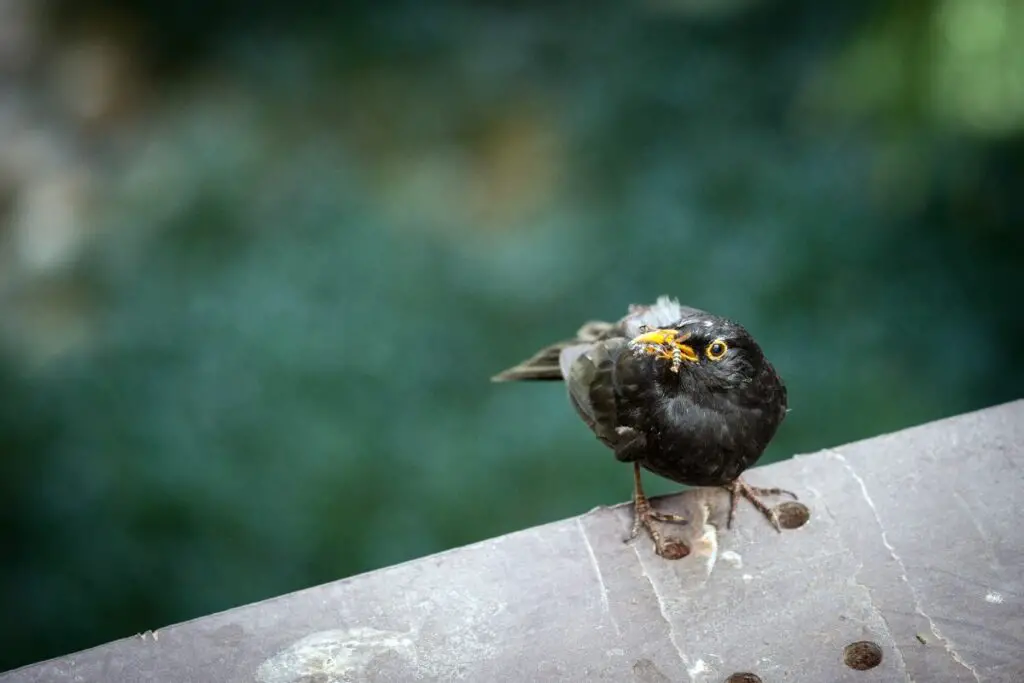 wasp being eaten by a blackbird