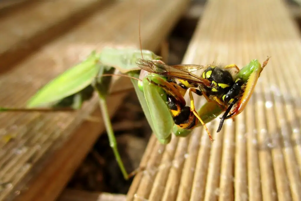 wasp in the grips of a preying mantis