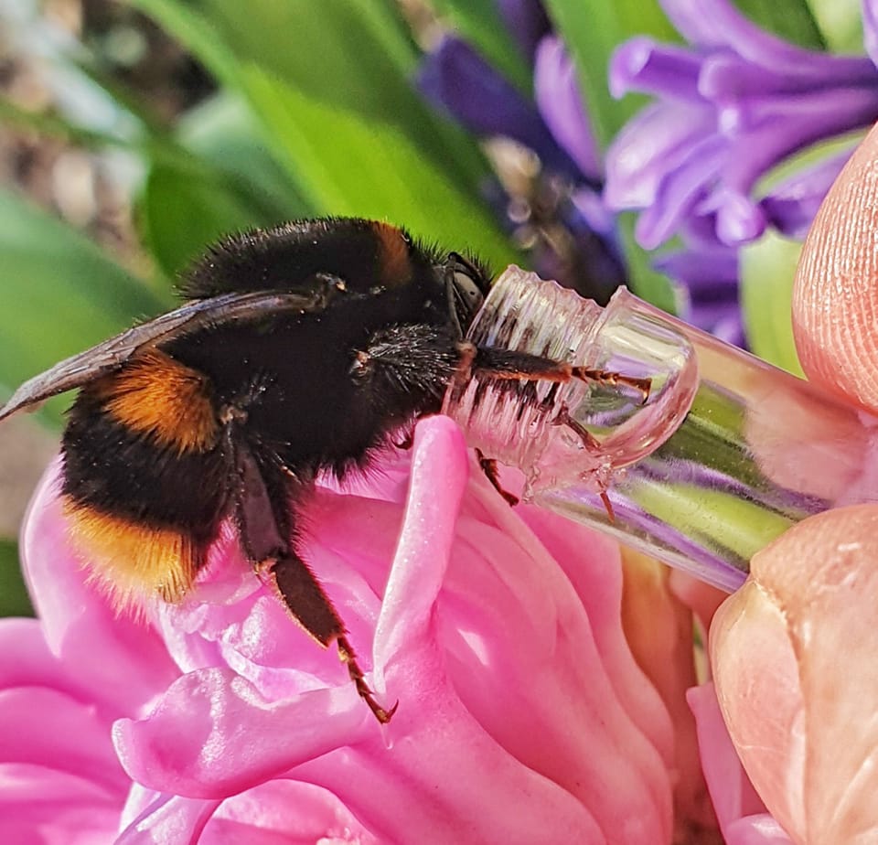 Bee drinking safely from a Revive a Bee vial