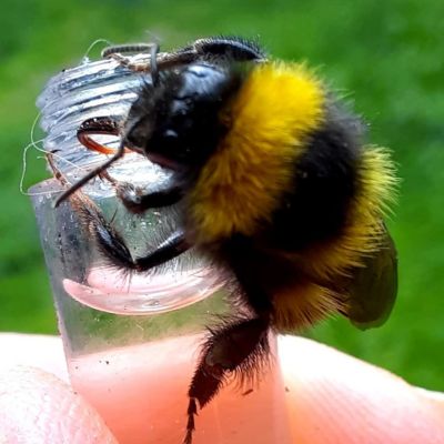 Close up of bumblebee