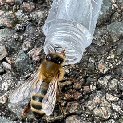 Honeybee drinking from rescue kit