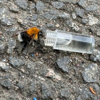 Mining bee first aid