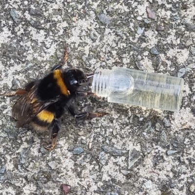 Thirsty bee being rescued