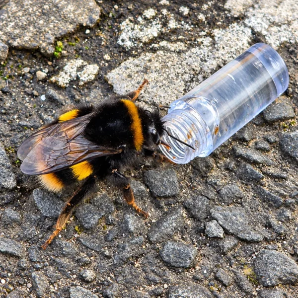 Bumblebee feeding from a Revive a Bee nectar vial on a pavement
